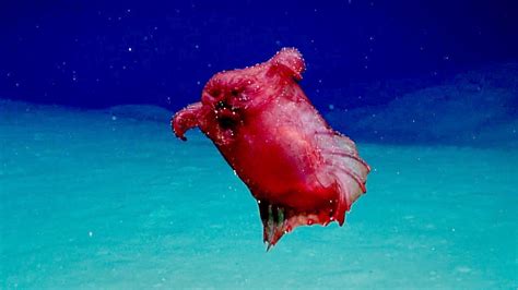 headless chicken fish|Rarely seen 'headless chicken monster' — actually a sea .